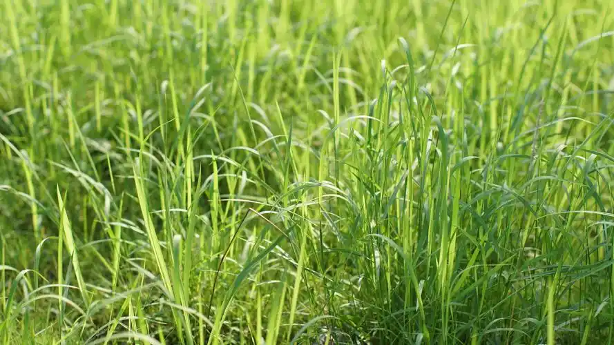 桌布 夏草,绿色,阳光 3840x2160 uhd 4k 高清桌布, 图片, 照片