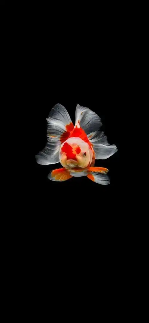 壁纸@高清金鱼壁纸