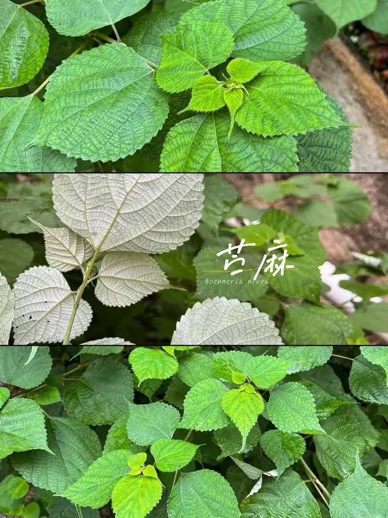 植物苎麻是长什么样子的啊? 苎麻(boehmeria nivea (l.) gaudich.