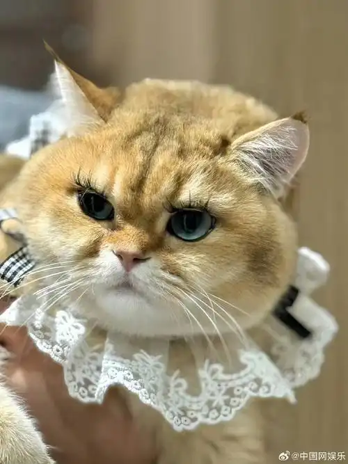 粉丝偷易烊千玺的猫参加比赛