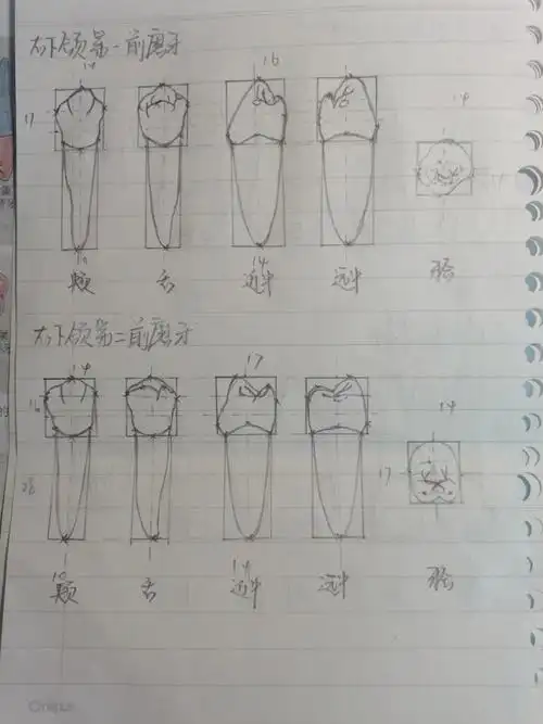 右侧下颌第一前磨牙/第二前磨牙