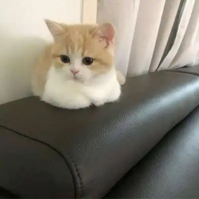 微信头像猫咪萌图片 2021最新可爱猫咪头像大全