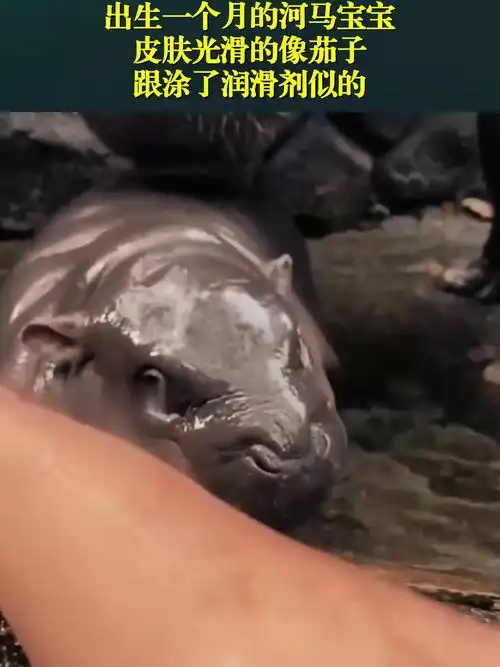 出生一个月的河马宝宝,皮肤光滑的像茄子,跟涂了润滑剂似的!