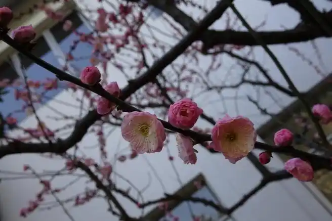 梅花佳品银红台阁