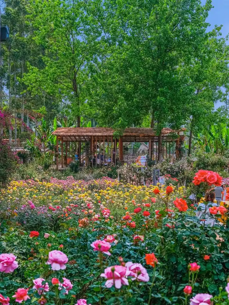 三圣乡玫瑰谷 | 成都后花园爱丽丝梦游仙境(附滤镜调色  成 - 抖音
