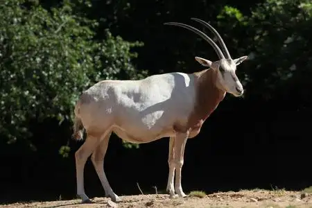 弯角大羚羊高山野山羊弯角的 ibex 孤立在白色背景上条纹胸弯刀狒狒