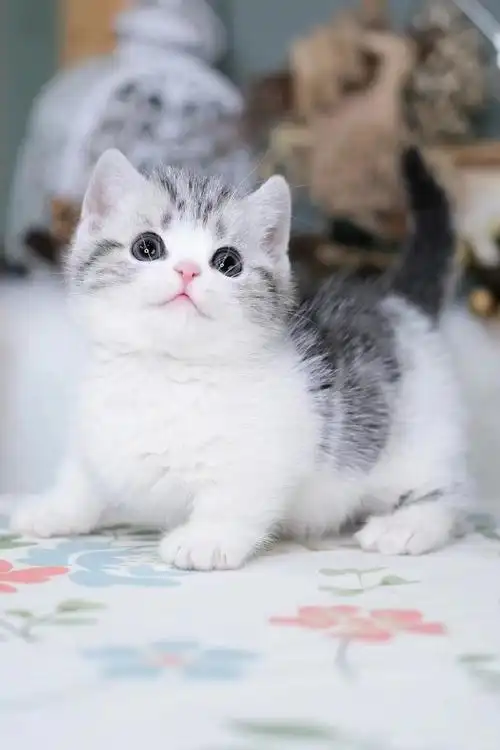 美短起司矮脚dd颜值满分99美短加白直击小心脏95