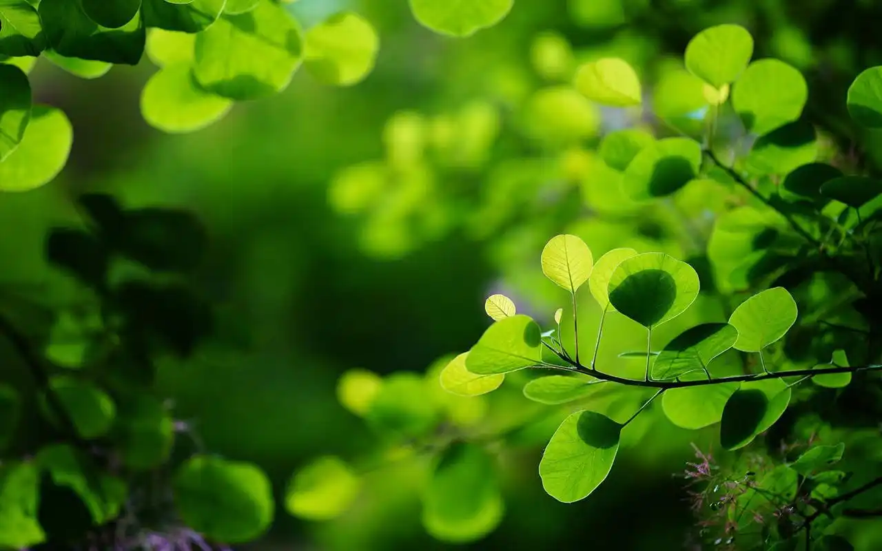 小清新养眼绿色植物高清桌面壁纸