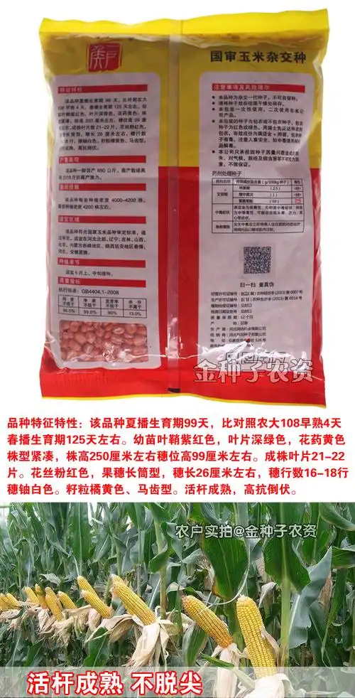 矮大棒/沈玉21 大田种植杂交玉米种子基地 高产大穗抗病国审玉米 矮抗