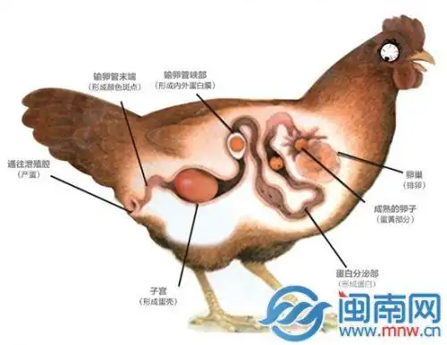 泉州各种异形蛋盘点彩蛋蛋中蛋一起来聊奇葩蛋