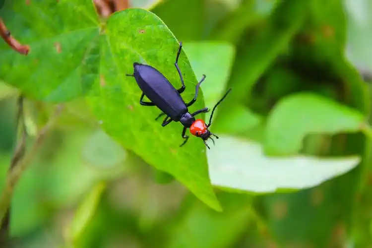我们那里叫红头虫