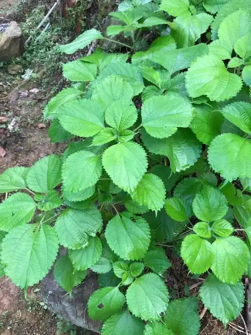 有着中国特产之称,数千年文化艺术积累的中国草――苎麻