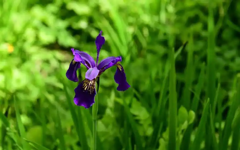 小清新鸢尾花图片桌面壁纸