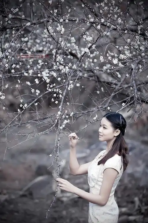 梅花--花与少女