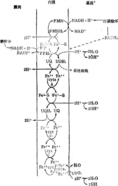 呼吸链如图所示.电子传递按氧化还原电位进行(见表).