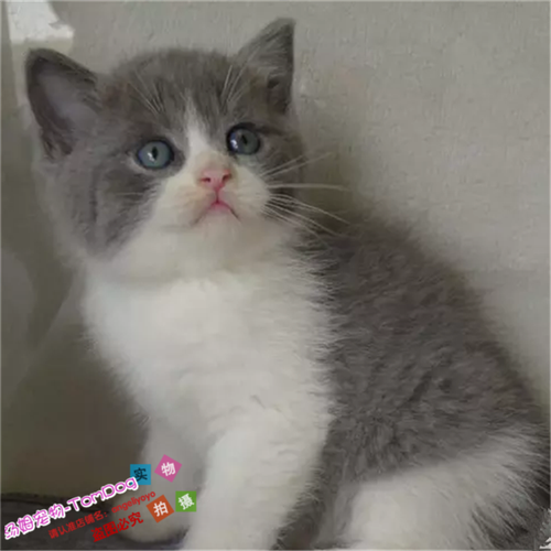 英短蓝白活体幼猫纯种蓝猫折立耳幼崽英国短毛猫家养宠物猫咪e