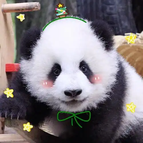 圣诞节熊猫幼崽超萌可爱头像