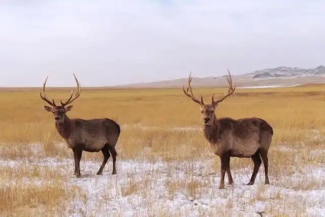 野生马鹿在边境安家
