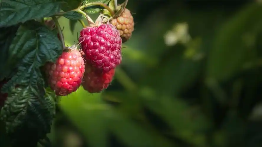 鲜红诱人可口水果树莓唯美小清新桌面壁纸(二)