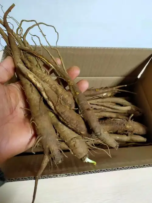 有仁堂大凉山甜当归整根农家现挖新鲜蔬菜粉糯土当归煲汤炖汤5斤新鲜