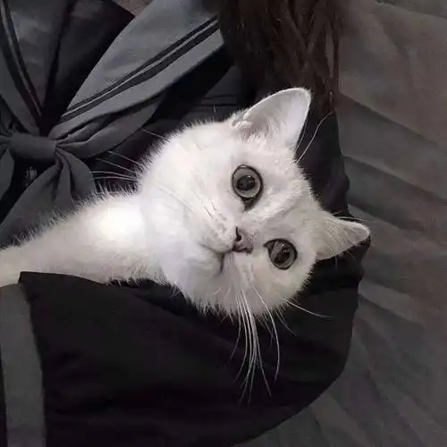 头像图片丨女生头像丨可爱的猫系女头1214