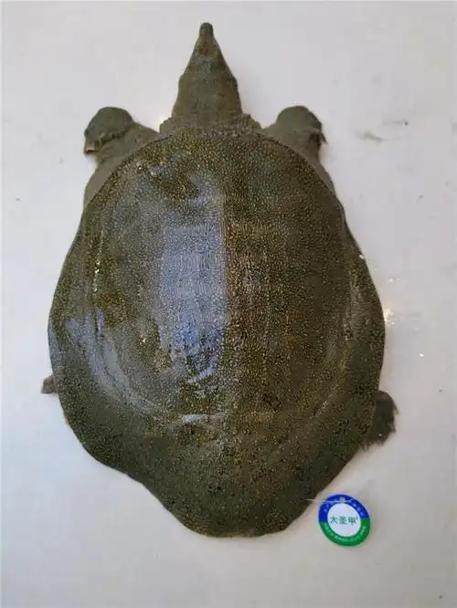 生态甲鱼养殖-大圣甲甲鱼酱料