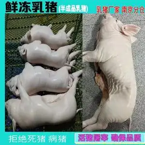 活乳猪
