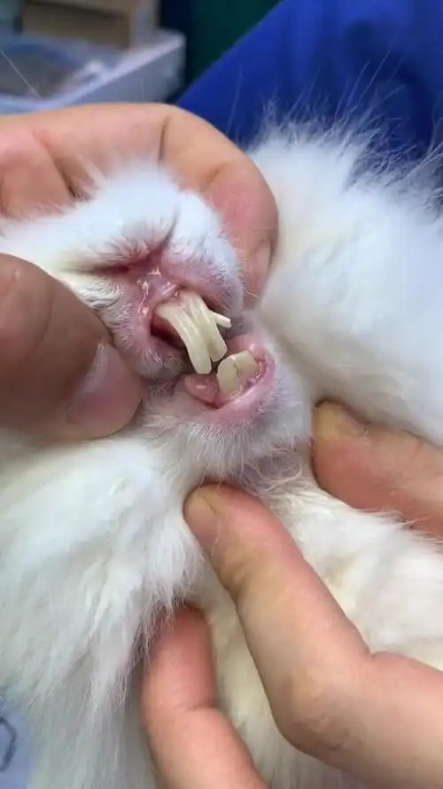 兔子门齿畸形,需要终身定期修剪牙齿了!16-度小视