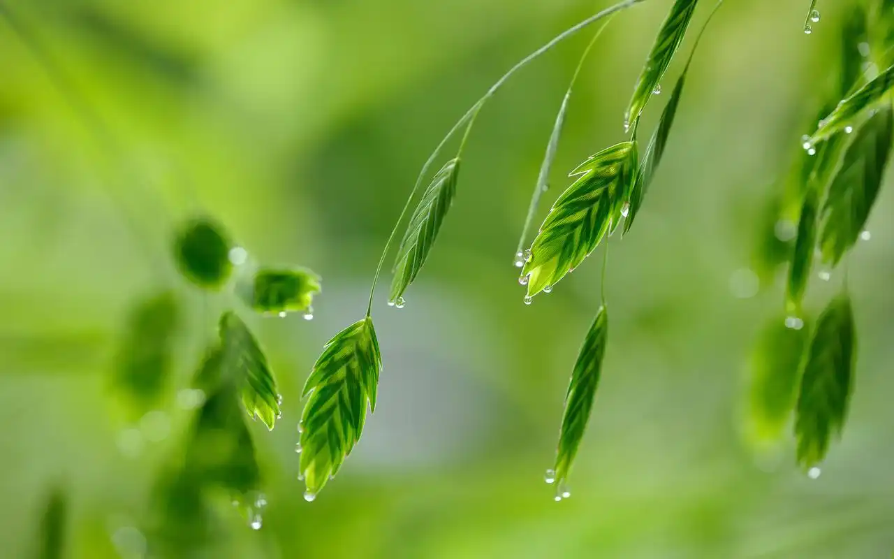 精选小清新绿色植物护眼桌面壁纸高清