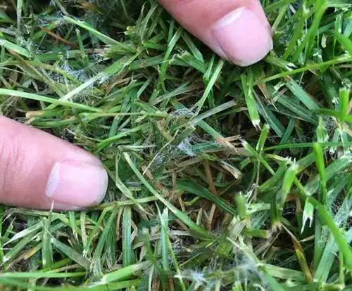 草坪褐斑病正严重发生,快速识别和防治