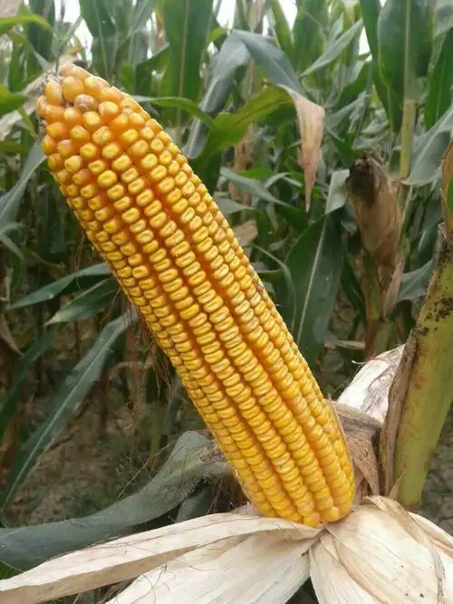 超大棒,超高产的玉米新品种