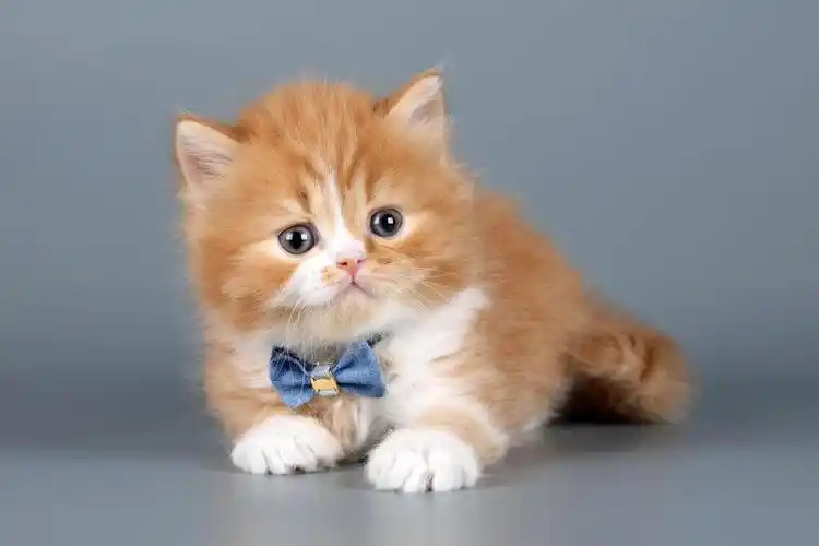 金毛猎犬和可爱的猫咪往上看