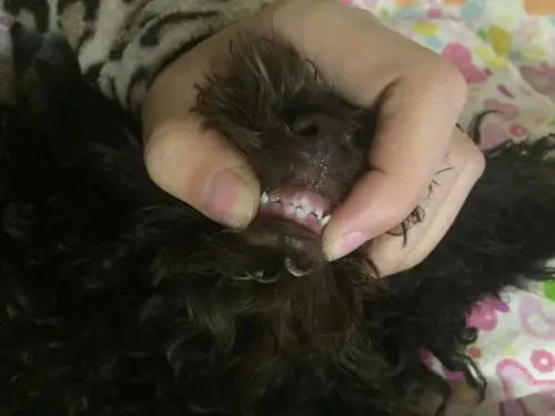 狗狗四个月了今天才发现怎么上排牙齿不整齐 怎么办!