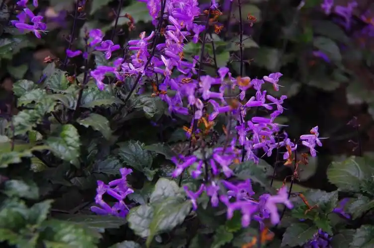 山野寻奇香茶菜