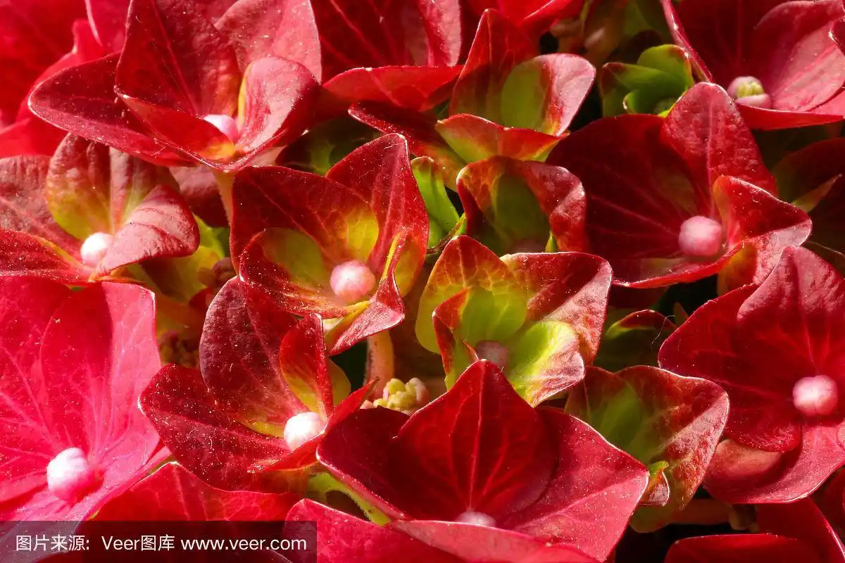 一个盛开的红色绣球花植物的特写