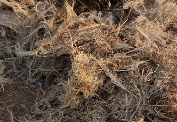 鸡毛加工厂恶臭弥漫小区已被责令停产整改