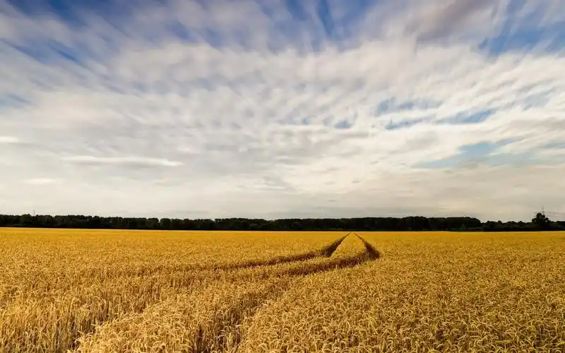 秋季金色的麦田风景