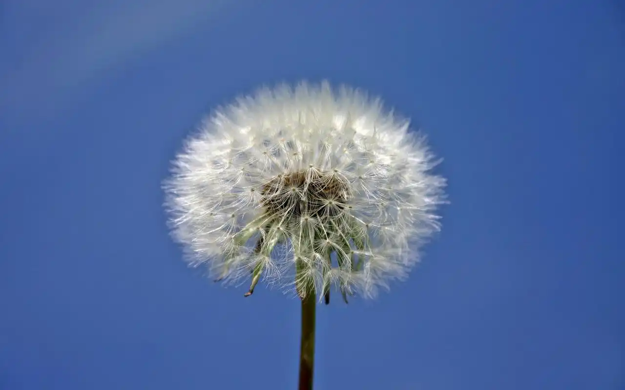 蒲公英唯美风景图片桌面壁纸