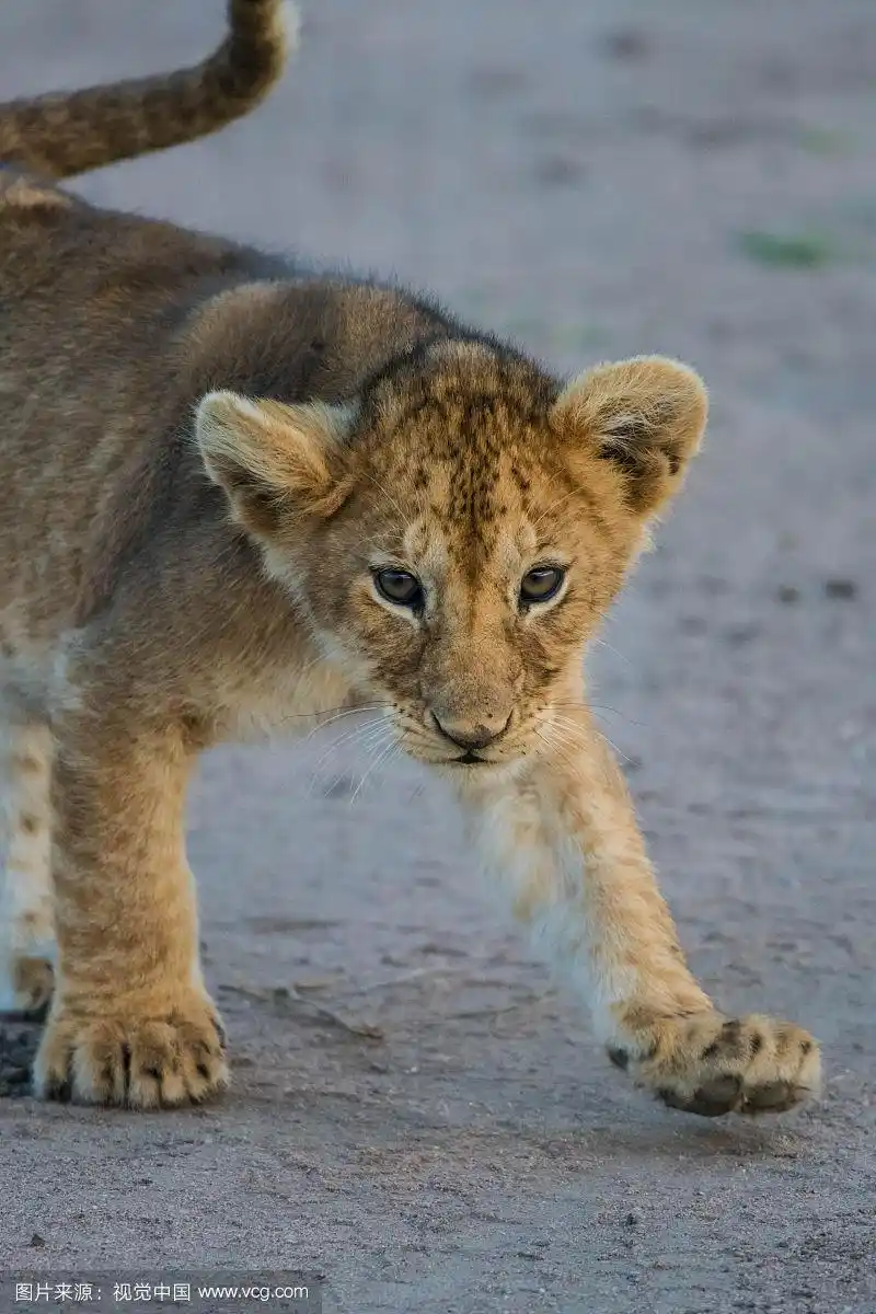 800_1200竖版 竖屏