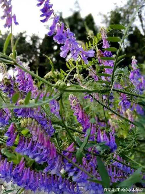 广东野豌豆,今日路边花,昔日救命粮
