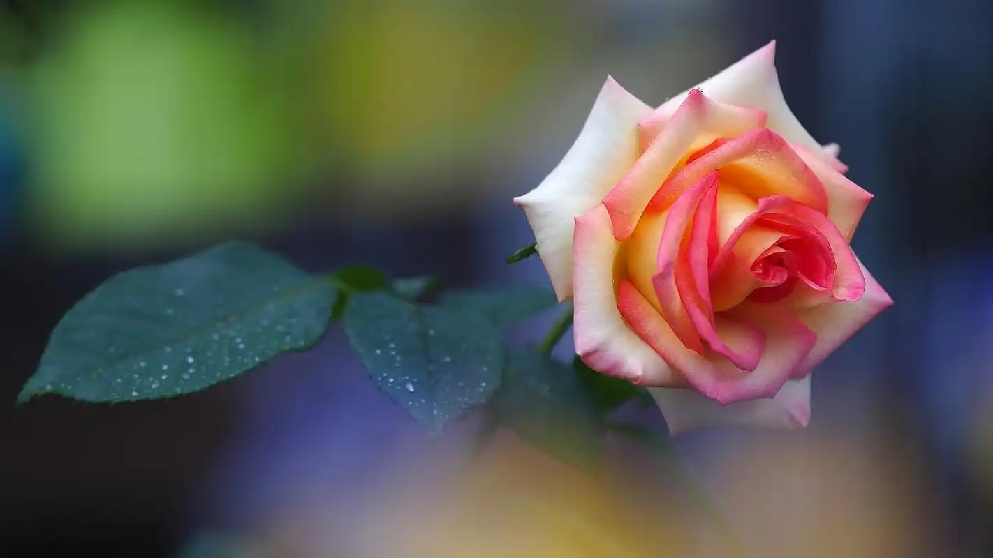 唯美简约花卉壁纸桌面高清图集第三辑