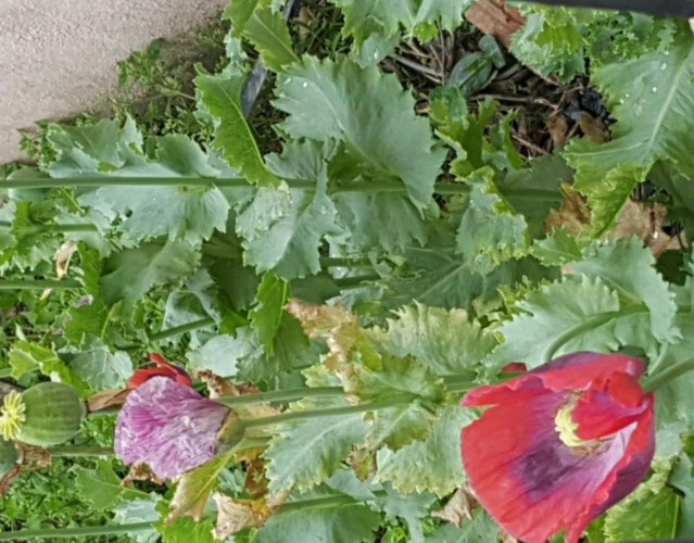 413获赞数:1099lv9 擅长:暂未定制 向ta提问私信ta 追答 罂粟叶子