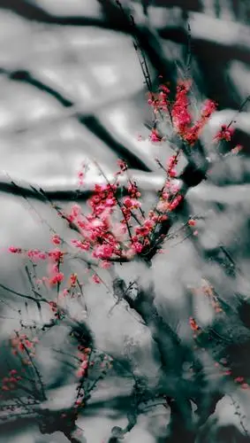 《浓墨淡彩写寒梅》