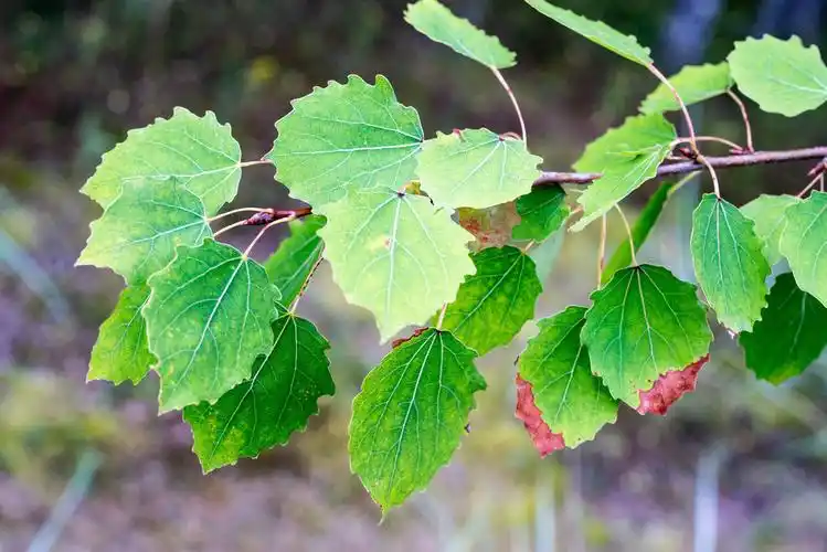 田园风光图片_田园风光图片大全_全景图片