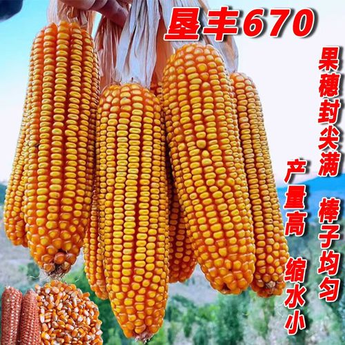 高产玉米种子垦丰670中高海拔矮杆大棒耐瘠薄满尖 垦丰670    1公斤装