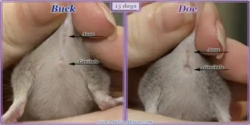 幼鼠生殖器发育全过程如何分辨雌雄鼠