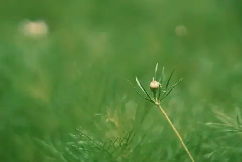 ipad壁纸 - 堆糖,美图壁纸兴趣社区