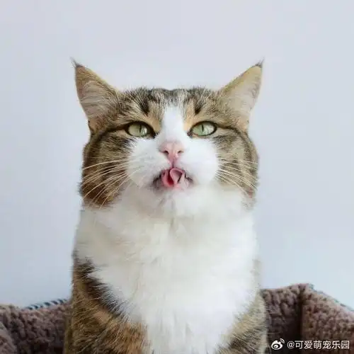 喵星人讨要食物的方式为什么看着这么猥琐呢!