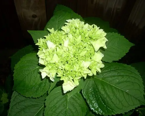 绿色绣球花 壁纸 - 1280x1024