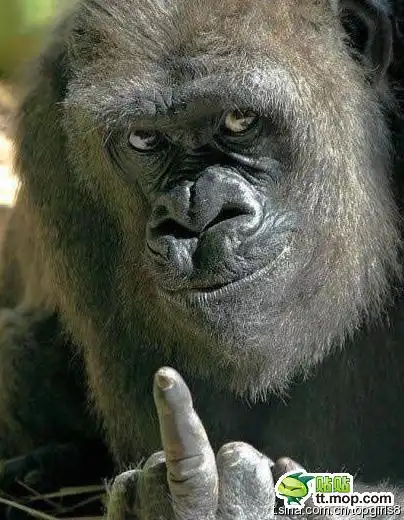 我电脑里面收集的一些超级搞笑的图片.发给老乡们分享一哈~! - 摄影拍